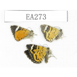 Day flying moths sp. China, E of Tibet, Qamdo area, W of Jiangda county. 3Pcs. EA273.