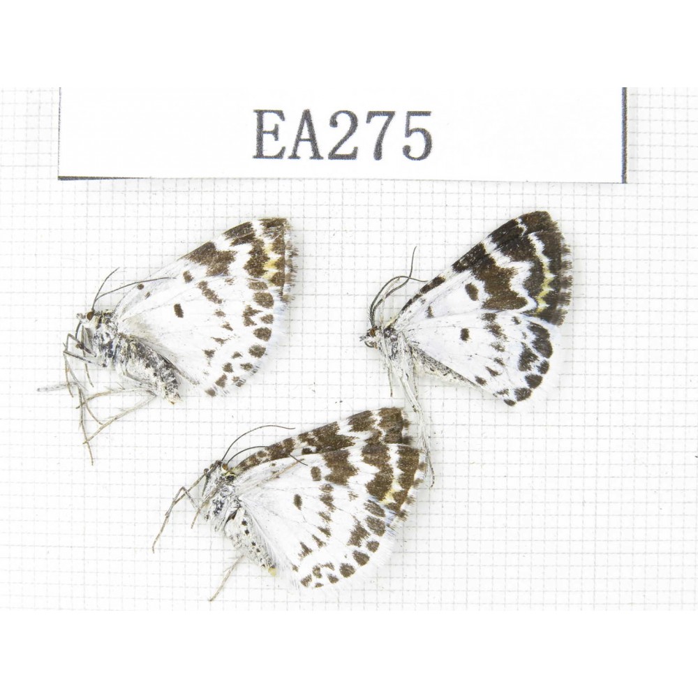 Day flying moths sp. China, E of Tibet, Qamdo area, W of Jiangda county. 3Pcs. EA275.