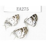 Day flying moths sp. China, E of Tibet, Qamdo area, W of Jiangda county. 3Pcs. EA275.