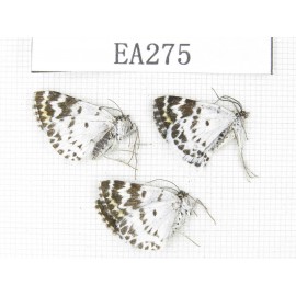 Day flying moths sp. China, E of Tibet, Qamdo area, W of Jiangda county. 3Pcs. EA275.