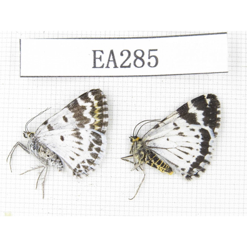 Day flying moths sp. China, NW of Yunnan, Xiangerila area, Mt.Daxueshan. 2Pcs. EA285.