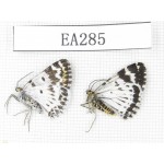 Day flying moths sp. China, NW of Yunnan, Xiangerila area, Mt.Daxueshan. 2Pcs. EA285.