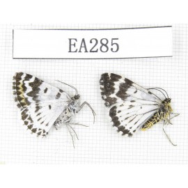 Day flying moths sp. China, NW of Yunnan, Xiangerila area, Mt.Daxueshan. 2Pcs. EA285.