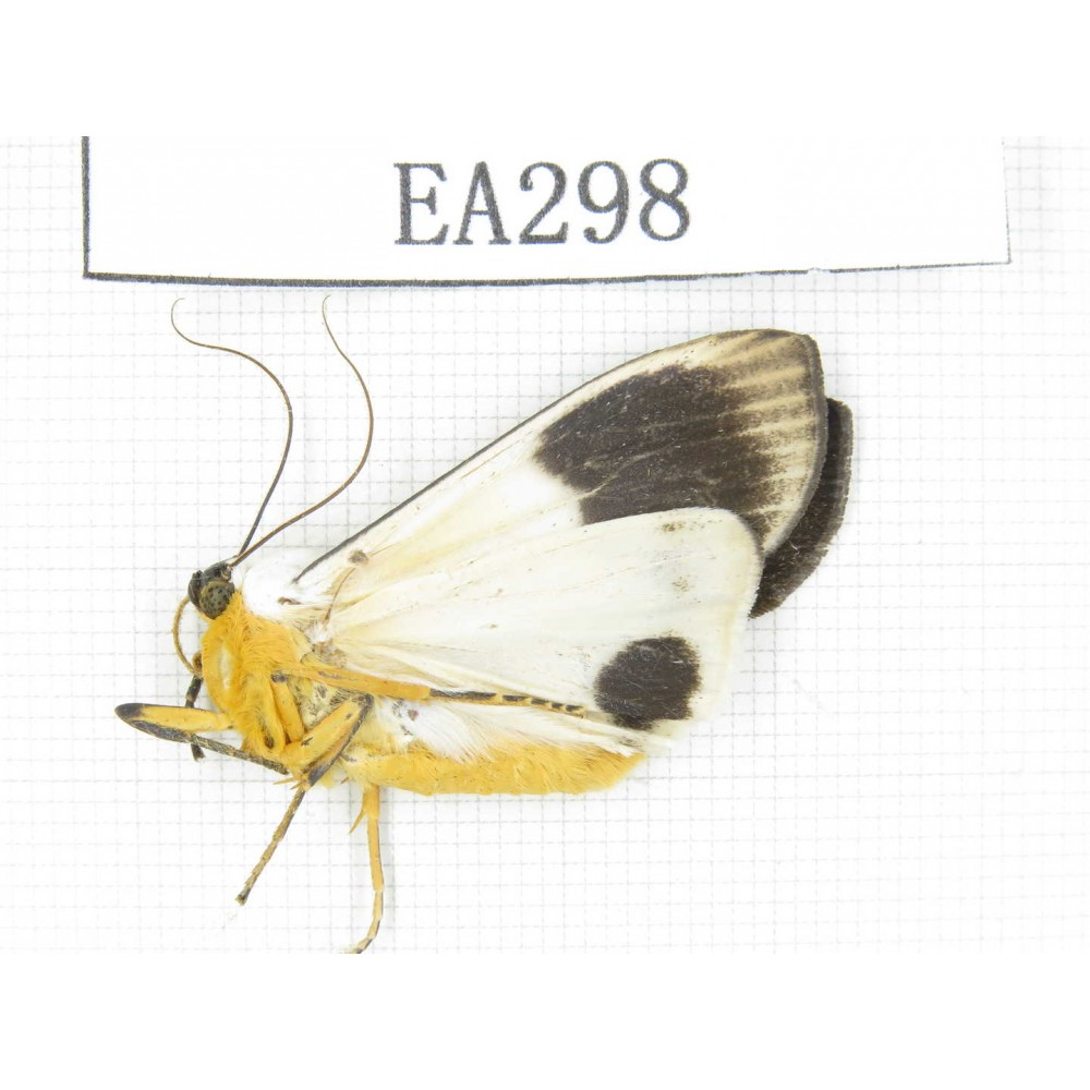 Arctiidae sp. China, Tibet, Linzhi area, Motuo county. 1Pcs. EA298.