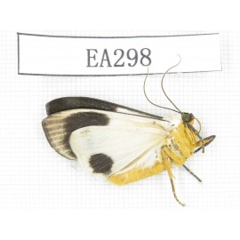 Arctiidae sp. China, Tibet, Linzhi area, Motuo county. 1Pcs. EA298.