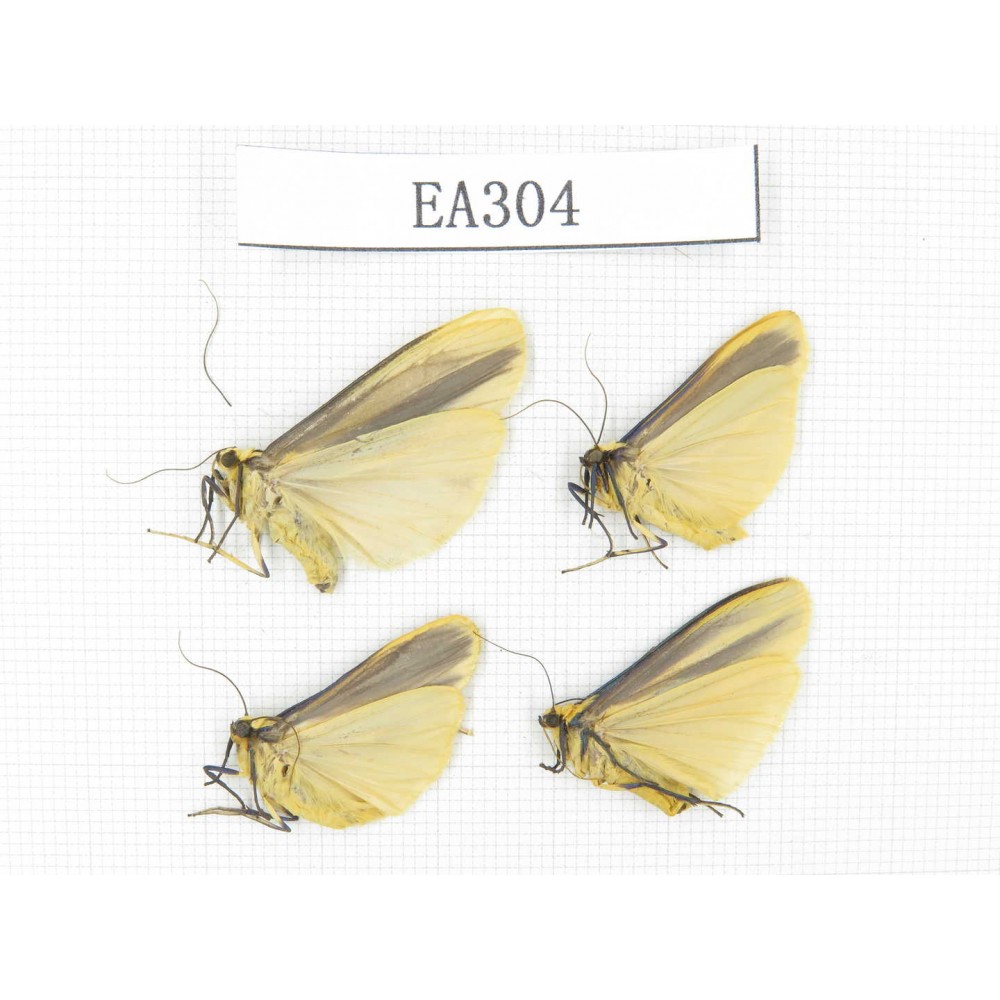 Arctiidae sp. China, Tibet, Linzhi area, Motuo county. 4Pcs. EA304.