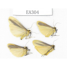 Arctiidae sp. China, Tibet, Linzhi area, Motuo county. 4Pcs. EA304.