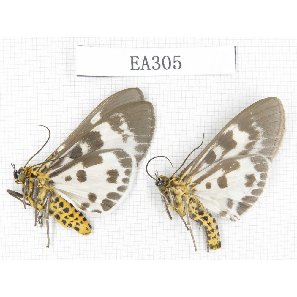 Arctiidae sp. China, Tibet, Linzhi area, Motuo county. 2Pcs. EA305.