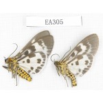 Arctiidae sp. China, Tibet, Linzhi area, Motuo county. 2Pcs. EA305.