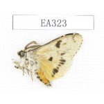 Moths sp. China, Tibet, Linzhi area, Motuo county. 1Pcs. EA323.