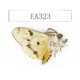 Moths sp. China, Tibet, Linzhi area, Motuo county. 1Pcs. EA323.