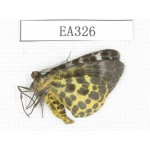 Geometridae sp. China, Tibet, Linzhi area, Motuo county. 1Pcs. EA326.