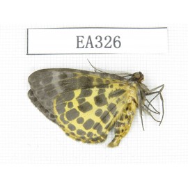 Geometridae sp. China, Tibet, Linzhi area, Motuo county. 1Pcs. EA326.