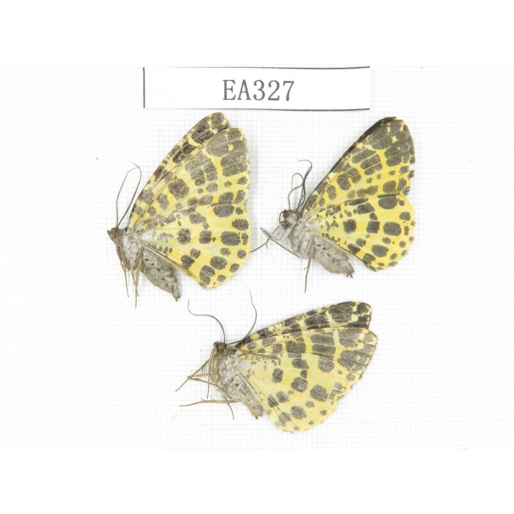 Geometridae sp. China, Tibet, Linzhi area, Motuo county. 3Pcs. EA327.