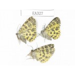 Geometridae sp. China, Tibet, Linzhi area, Motuo county. 3Pcs. EA327.