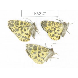 Geometridae sp. China, Tibet, Linzhi area, Motuo county. 3Pcs. EA327.
