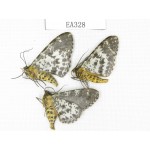 Moths sp. China, Tibet, Linzhi area, Motuo county. 3Pcs. EA328.