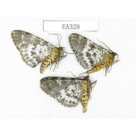 Moths sp. China, Tibet, Linzhi area, Motuo county. 3Pcs. EA328.