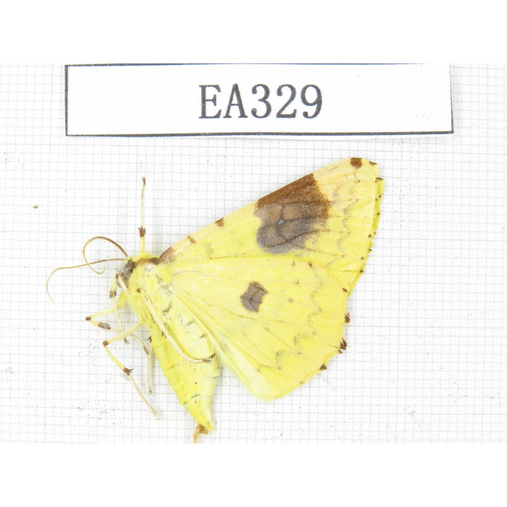 Geometridae sp. China, Tibet, Linzhi area, Motuo county. 1Pcs. EA329.
