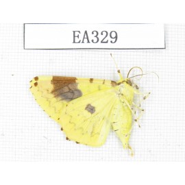 Geometridae sp. China, Tibet, Linzhi area, Motuo county. 1Pcs. EA329.