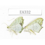 Geometridae sp. China, Tibet, Linzhi area, Motuo county. 2Pcs. EA332.