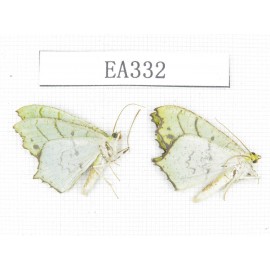 Geometridae sp. China, Tibet, Linzhi area, Motuo county. 2Pcs. EA332.
