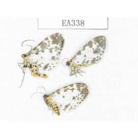 Moths sp. China, Tibet, Linzhi area, Motuo county. 3Pcs. EA338.