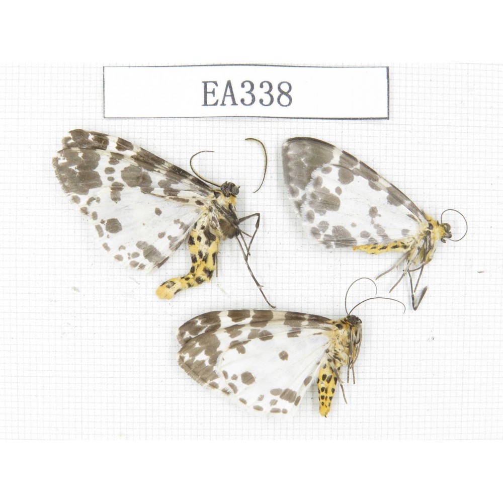 Moths sp. China, Tibet, Linzhi area, Motuo county. 3Pcs. EA338.