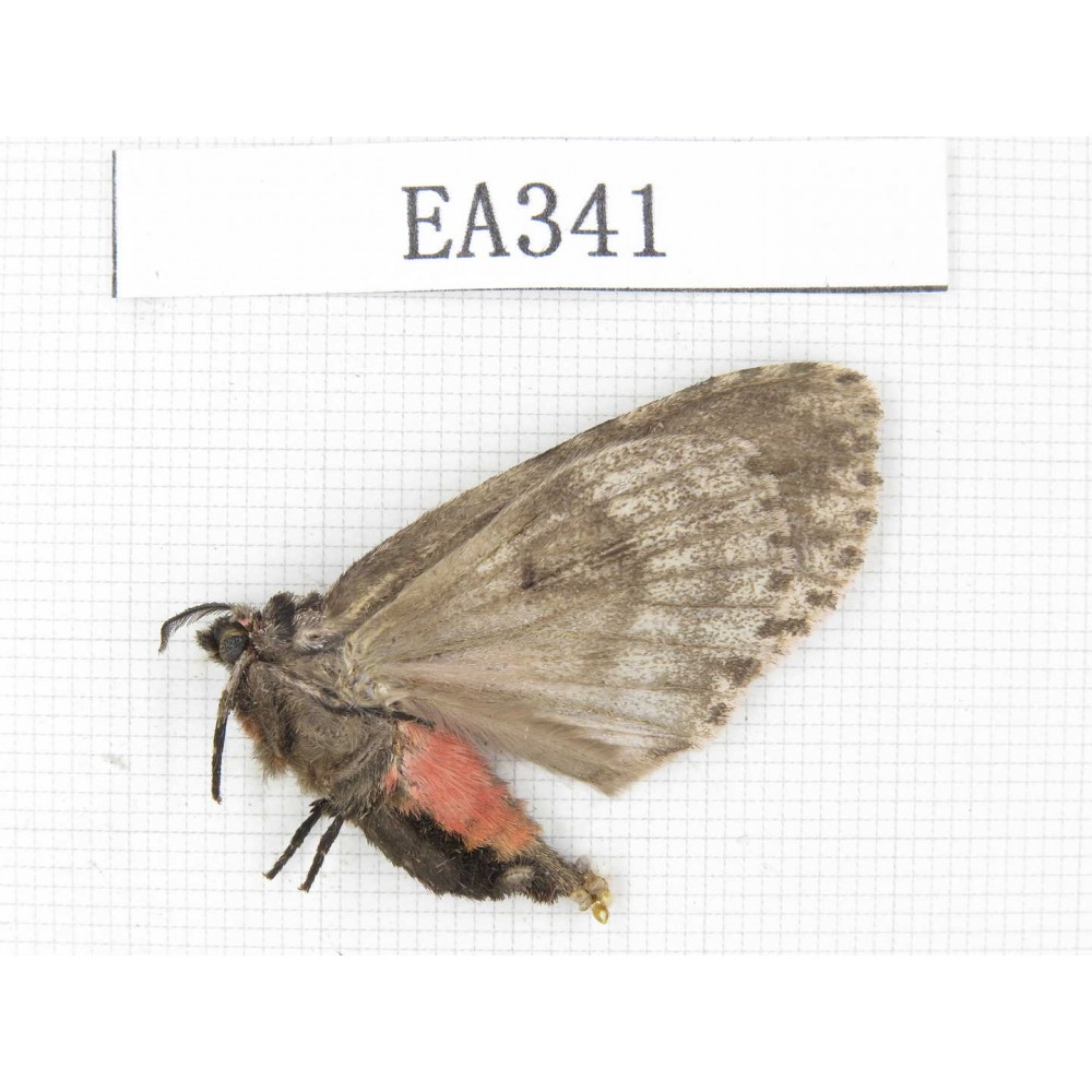 Moths sp. China, Tibet, Linzhi area, Motuo county. 1F. EA341.