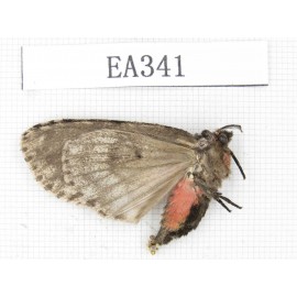 Moths sp. China, Tibet, Linzhi area, Motuo county. 1F. EA341.