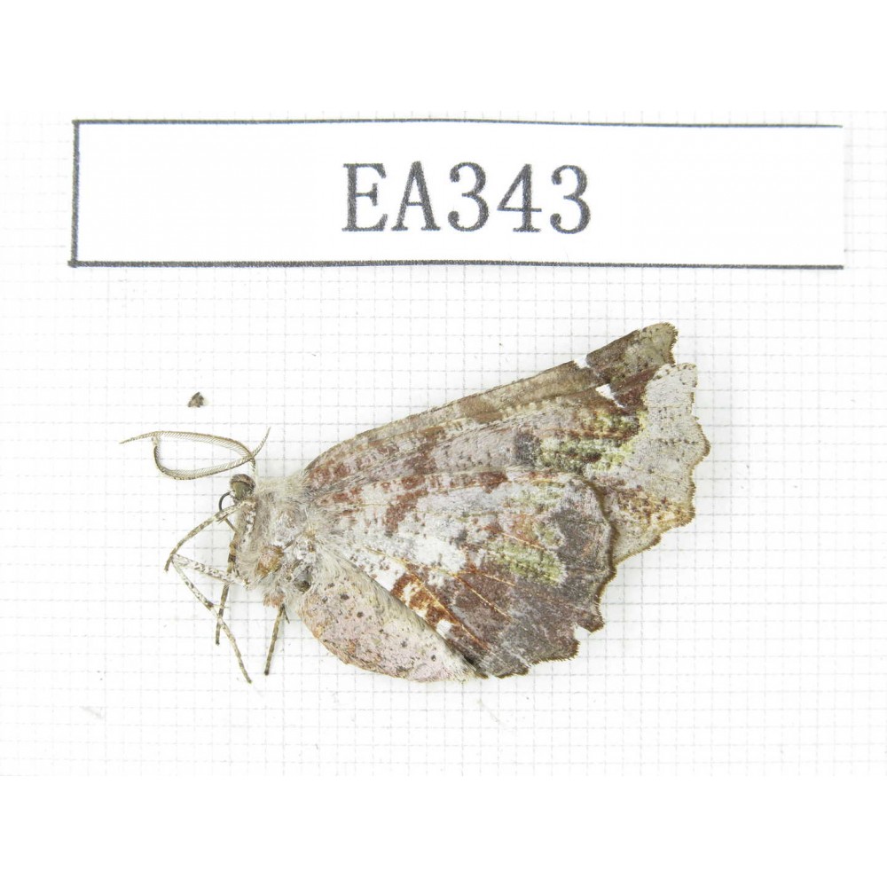 Geometridae sp. China, Tibet, Linzhi area, Motuo county. 1Pcs. EA343.