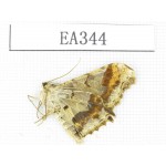 Geometridae sp. China, Tibet, Linzhi area, Motuo county. 1Pcs. EA344.