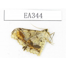 Geometridae sp. China, Tibet, Linzhi area, Motuo county. 1Pcs. EA344.