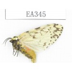 Moths sp. China, Tibet, Linzhi area, Motuo county. 1Pcs. EA345.