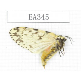 Moths sp. China, Tibet, Linzhi area, Motuo county. 1Pcs. EA345.