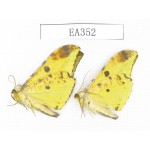Geometridae sp. China, Tibet, Linzhi area, Motuo county. 2Pcs. EA352.