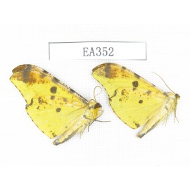Geometridae sp. China, Tibet, Linzhi area, Motuo county. 2Pcs. EA352.
