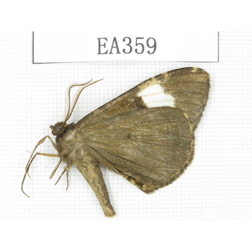 Geometridae sp. China, Tibet, Linzhi area, Motuo county. 1Pcs. EA359.