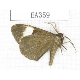 Geometridae sp. China, Tibet, Linzhi area, Motuo county. 1Pcs. EA359.