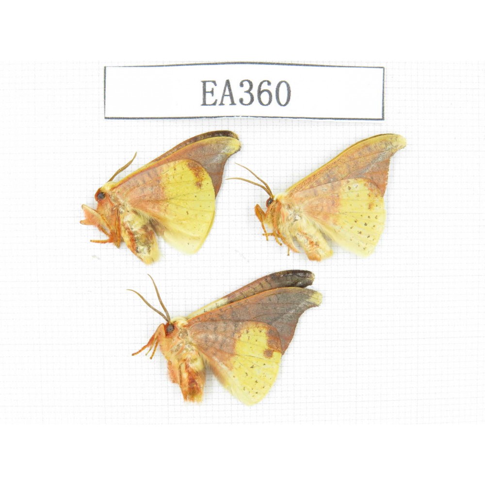 Moths sp. China, Tibet, Linzhi area, Motuo county. 3Pcs. EA360.