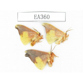 Moths sp. China, Tibet, Linzhi area, Motuo county. 3Pcs. EA360.