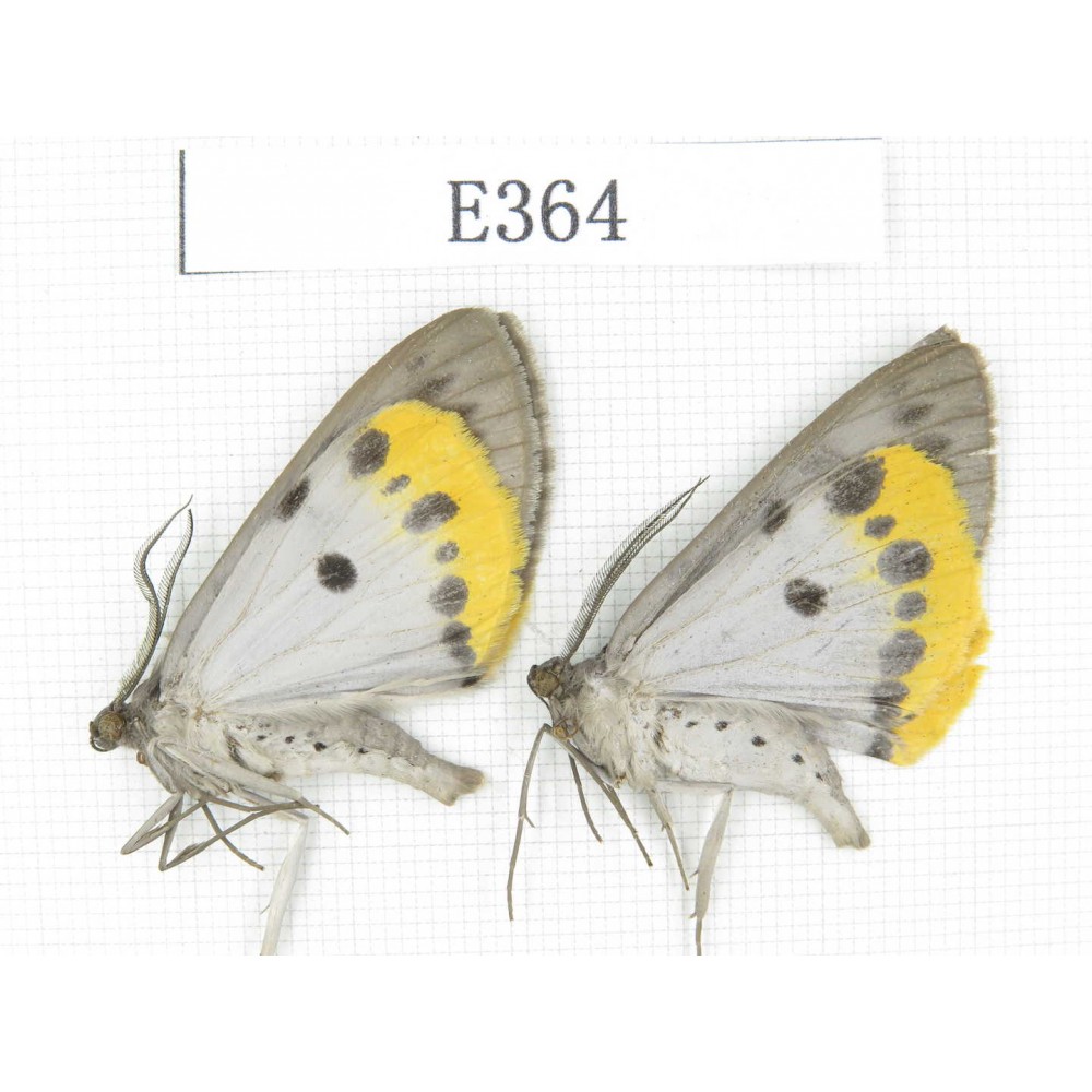 Moths sp. China, Tibet, Linzhi area, Motuo county. 2Pcs. EA364.
