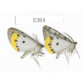 Moths sp. China, Tibet, Linzhi area, Motuo county. 2Pcs. EA364.