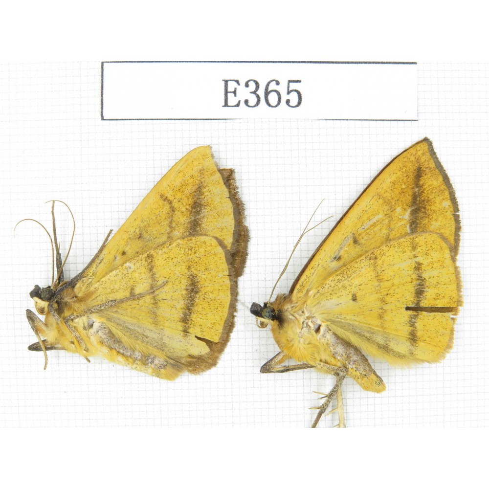 Moths sp. China, Tibet, Linzhi area, Motuo county. 2Pcs. EA365.
