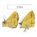 Moths sp. China, Tibet, Linzhi area, Motuo county. 2Pcs. EA365.