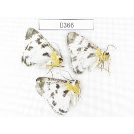 Moths sp. China, Tibet, Linzhi area, Motuo county. 3Pcs. EA366.