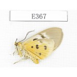 Arctiidae sp. China, Tibet, Linzhi area, Motuo county. 1Pcs. EA367.
