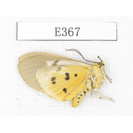 Arctiidae sp. China, Tibet, Linzhi area, Motuo county. 1Pcs. EA367.