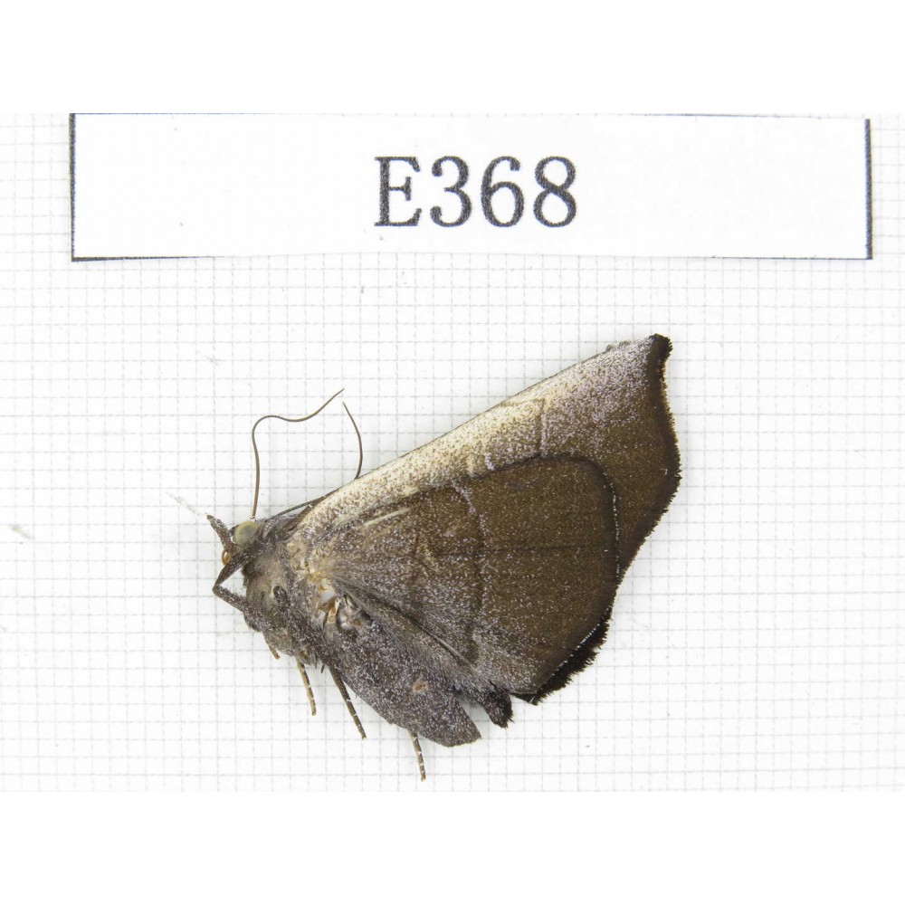 Geometridae sp. China, Tibet, Linzhi area, Motuo county. 1Pcs. EA368.