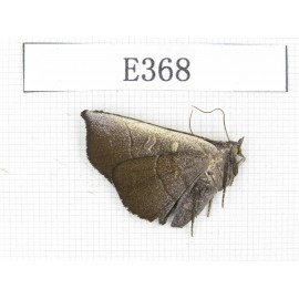 Geometridae sp. China, Tibet, Linzhi area, Motuo county. 1Pcs. EA368.
